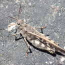 Image of Orange-winged grasshopper