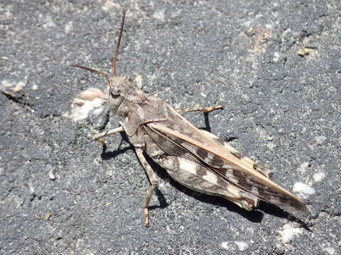 Image de Pardalophora phoenicoptera (Burmeister & H. 1838)