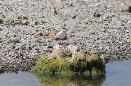 Слика од Charadrius javanicus Chasen 1938