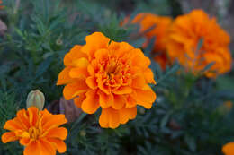 Image of French marigold