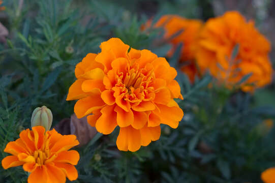 Image of French marigold