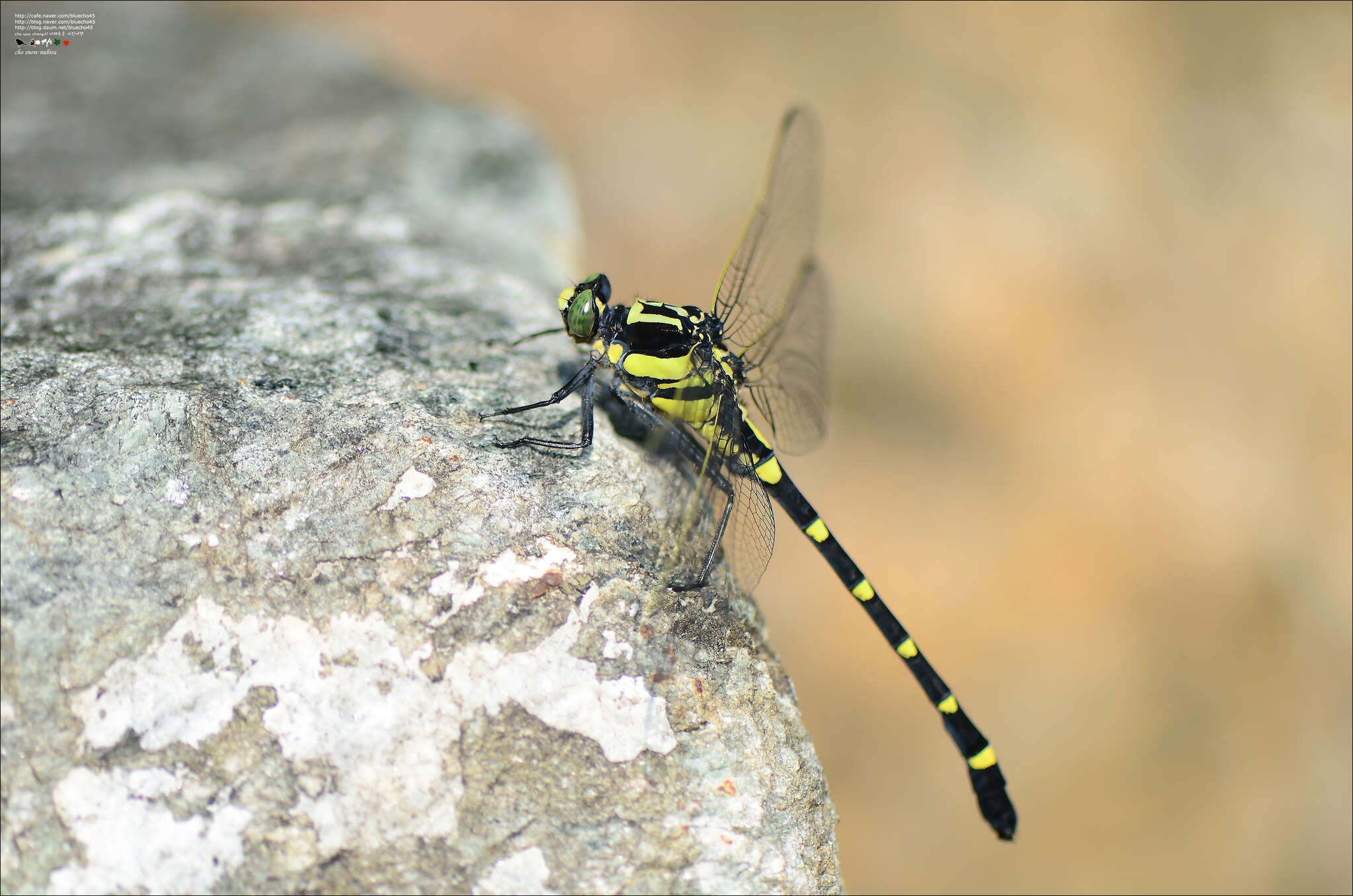 Image of Sieboldius albardae Selys 1886