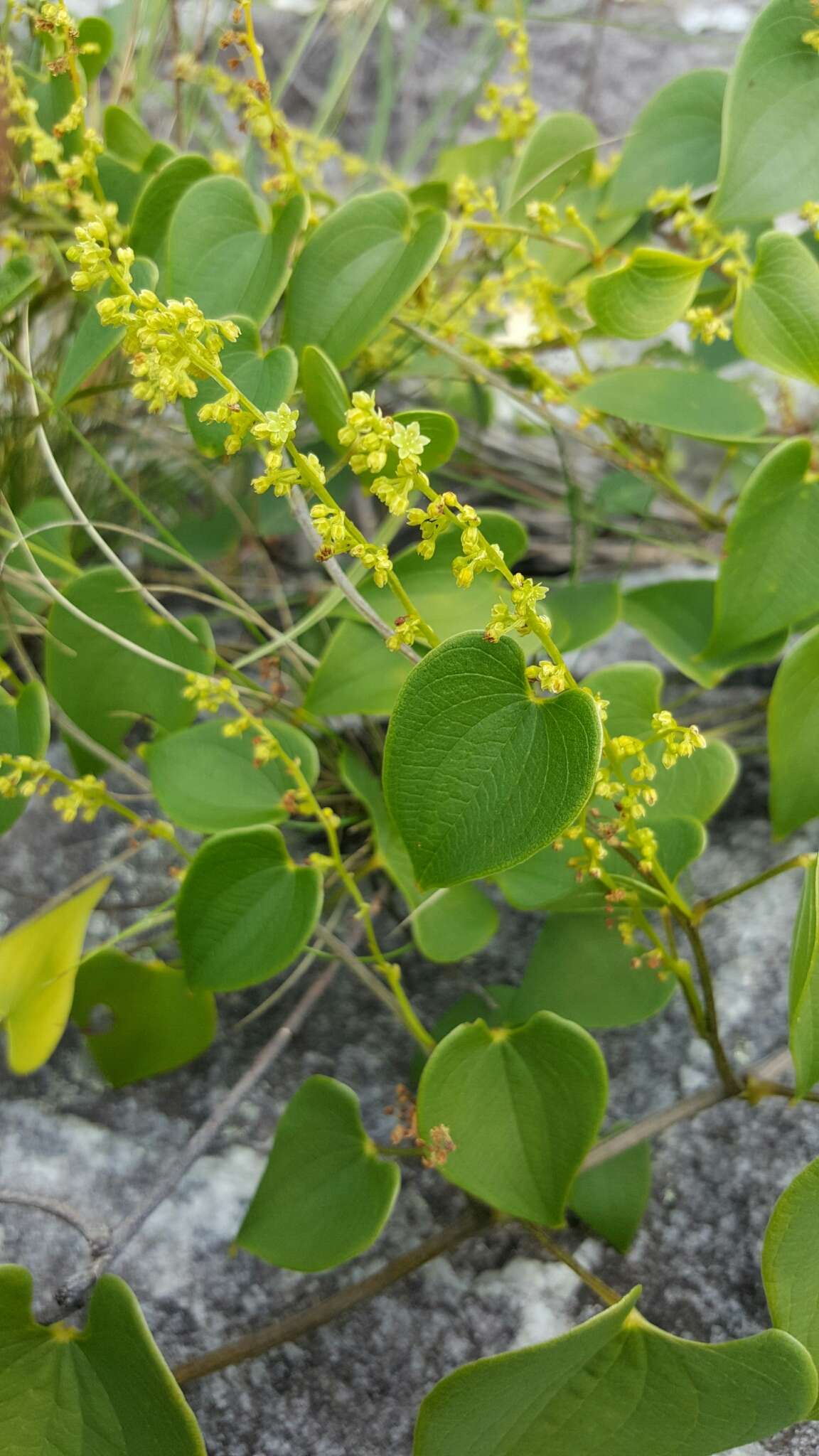 صورة Dioscorea heteropoda Baker