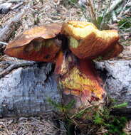 Image de Bolet à pied rouge