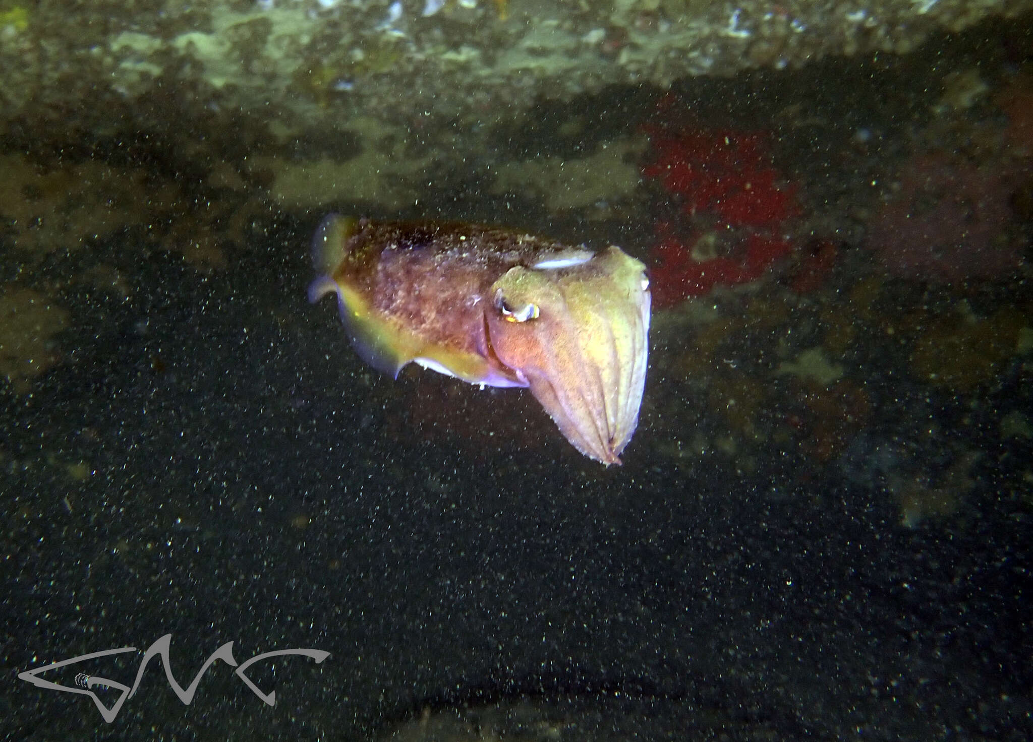 Image of Reaper cuttlefish