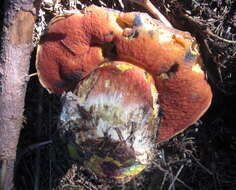 Image of Neoboletus luridiformis (Rostk.) Gelardi, Simonini & Vizzini 2014