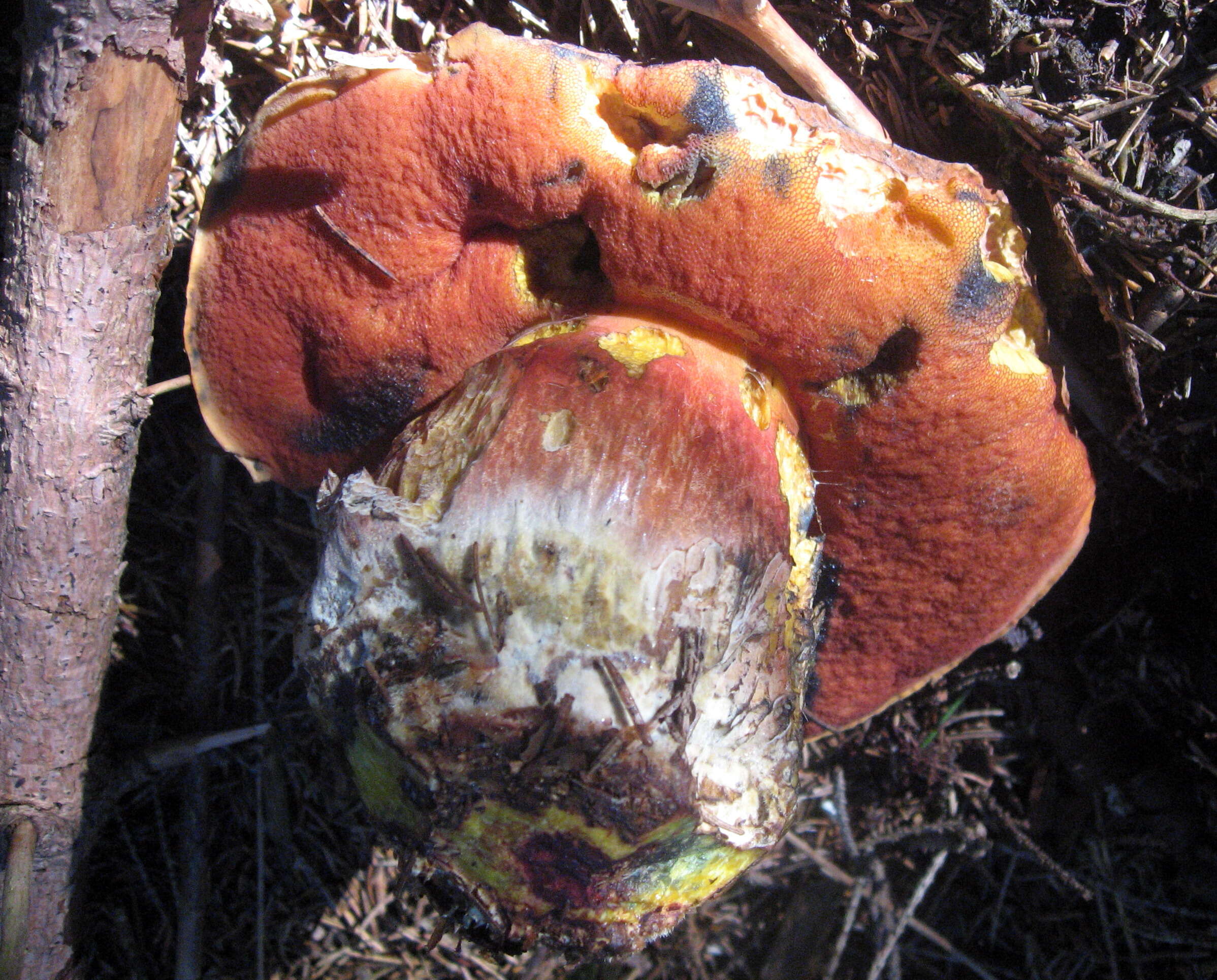 Image of Neoboletus luridiformis (Rostk.) Gelardi, Simonini & Vizzini 2014