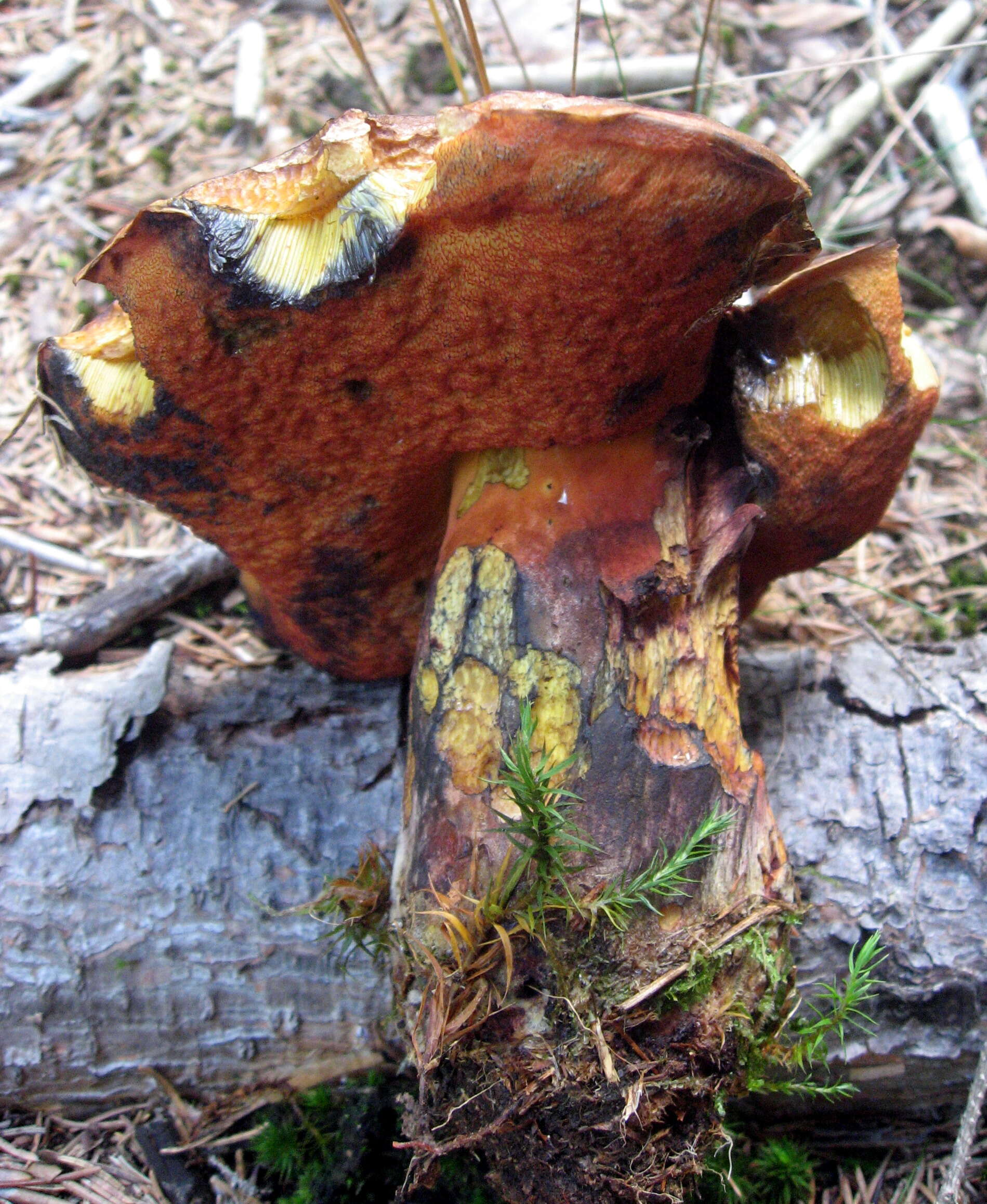 Image de Bolet à pied rouge