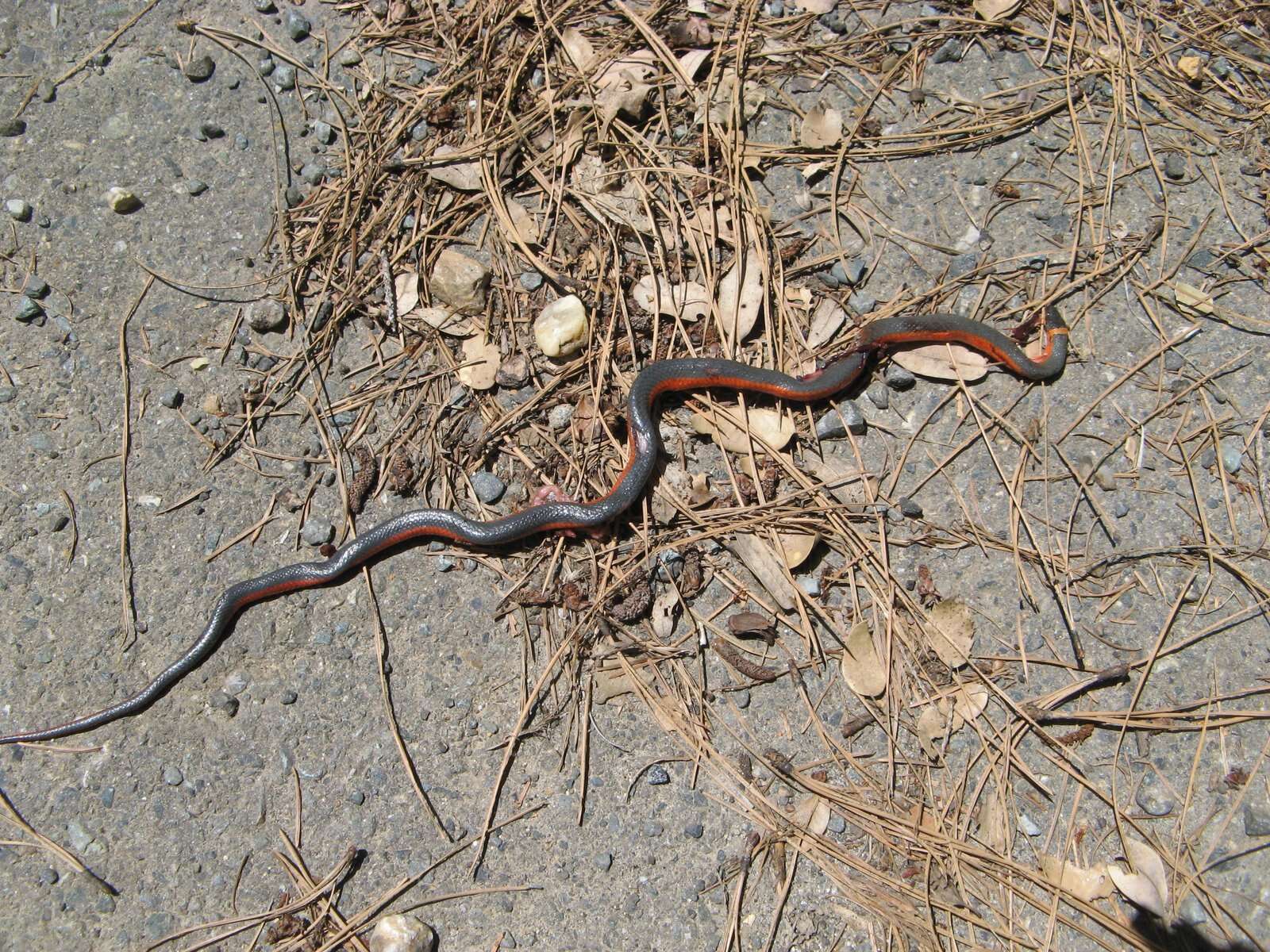 Image of Diadophis punctatus vandenburgii Blanchard 1923