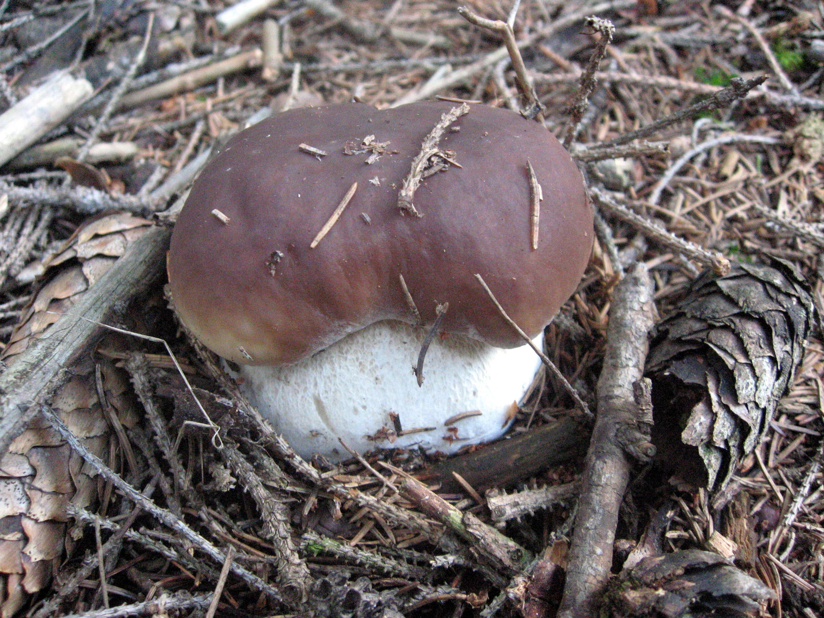 Image of Cep