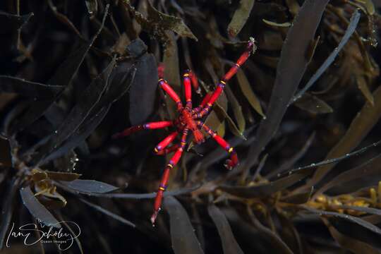 Image of Anoplodactylus evansi Clark 1963