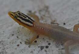 Image of Tobago Least Gecko