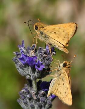 Image de Hylephila phyleus