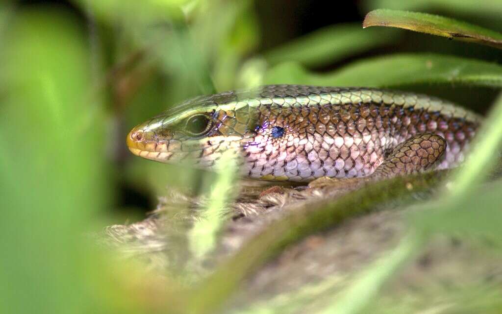 Image of Common Garden Skink