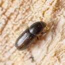 Image of Bark beetle