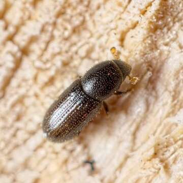 Image of Bark beetle