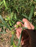 Hovea clavata I. Thomps.的圖片