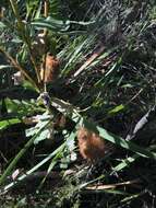 Image of Oak-leaved Banksia