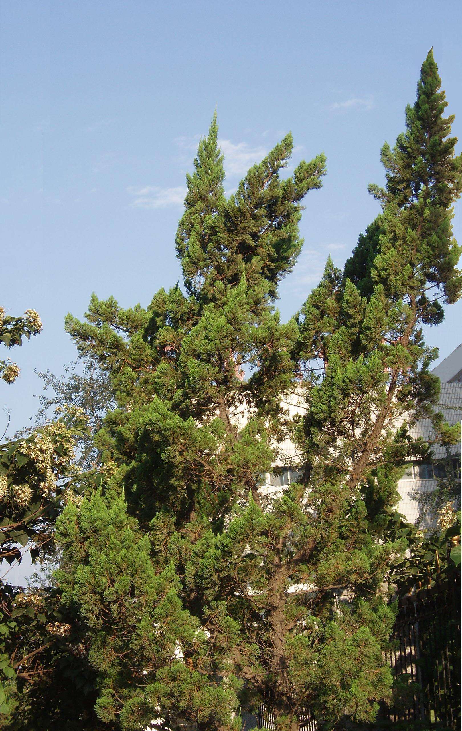 Image of Chinese Juniper