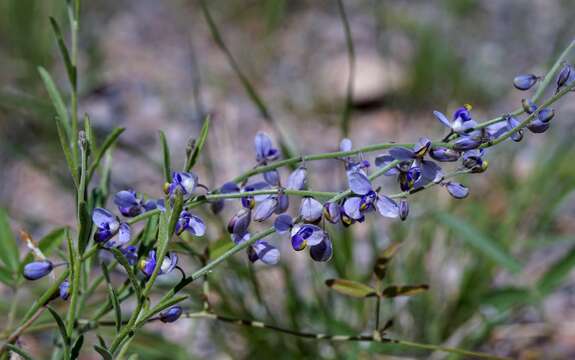 Image of blue milkwort