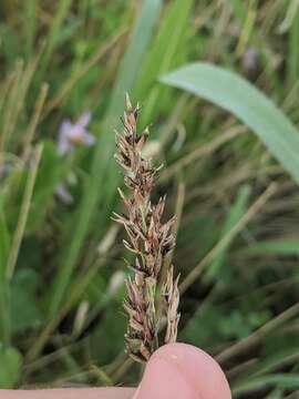 Image of Sorghum ergot