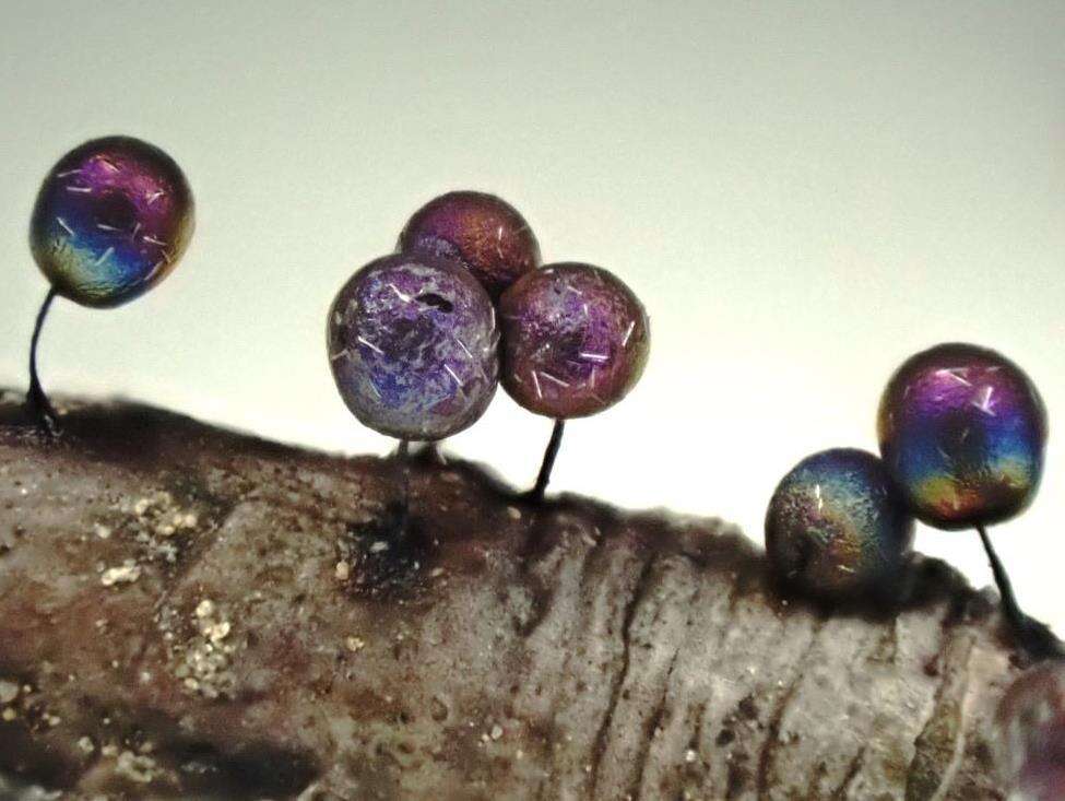 青紫亮皮菌的图像