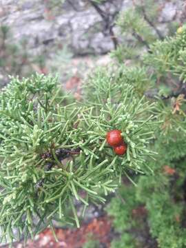 Image of Phoenician Juniper