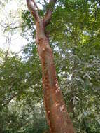 Image of gumbo limbo