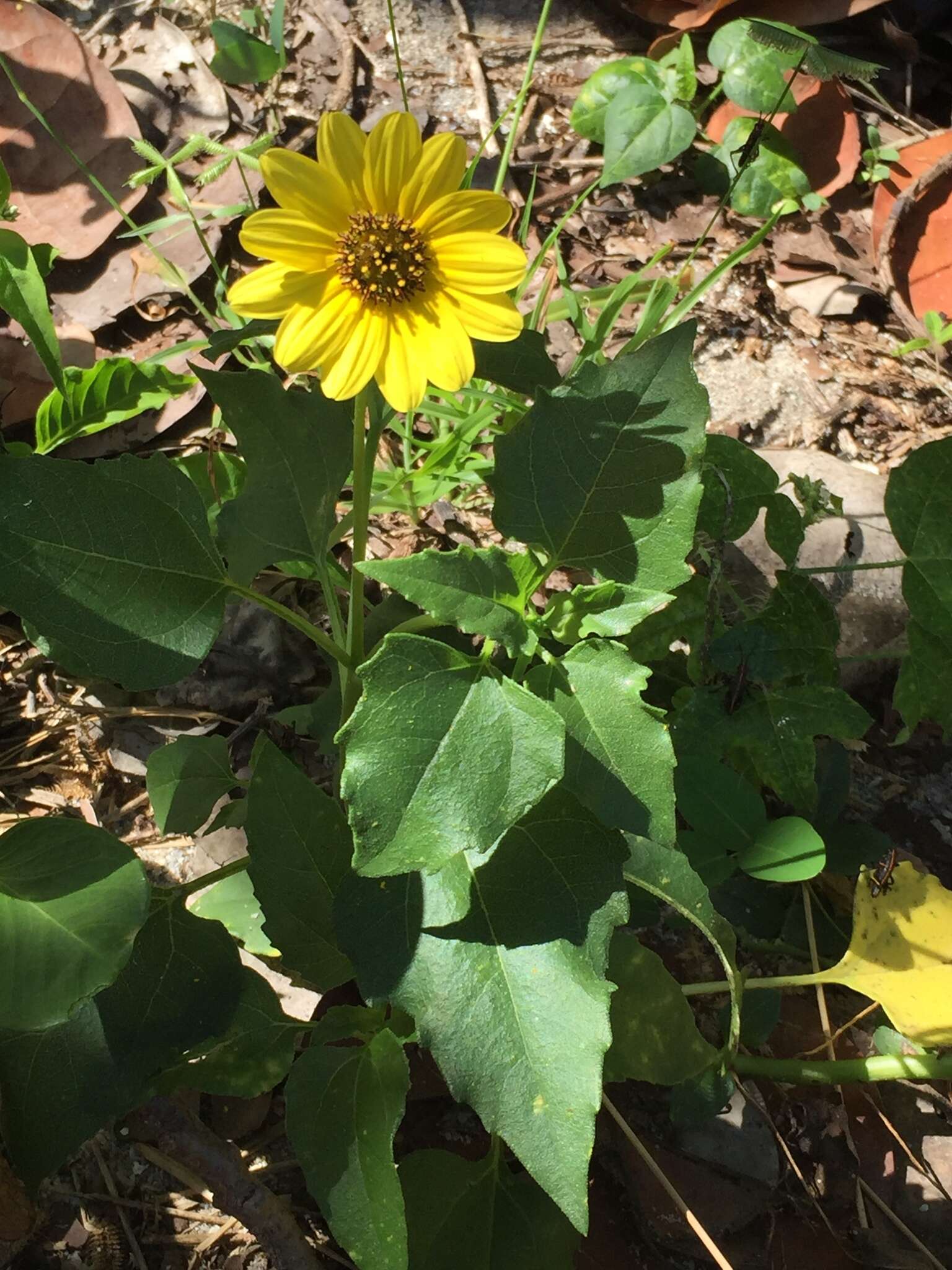 Image of cucumberleaf sunflower