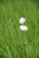 Image of tall cottongrass