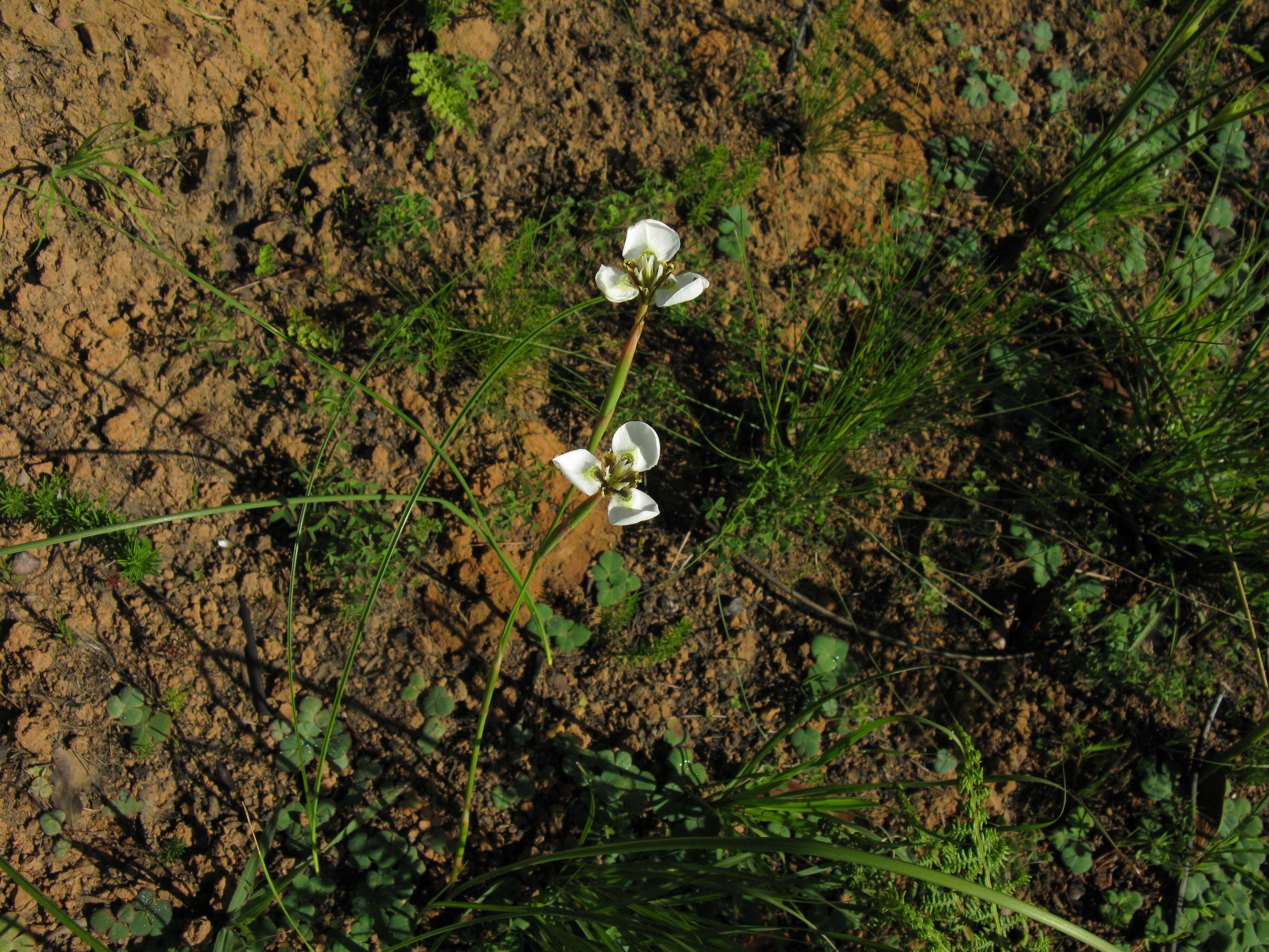 Image of Moraea bellendenii (Sweet) N. E. Br.