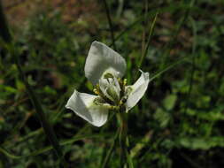 Image of Moraea bellendenii (Sweet) N. E. Br.