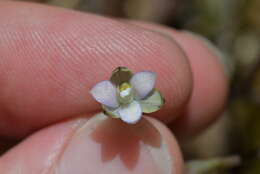 Image of Thelymitra purpureofusca Colenso