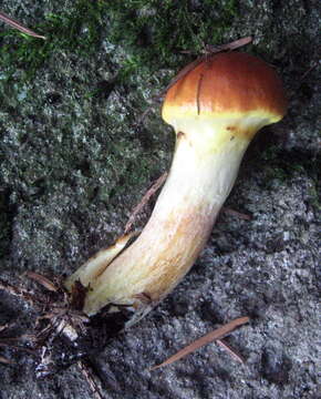 Image of Suillus grevillei (Klotzsch) Singer 1945