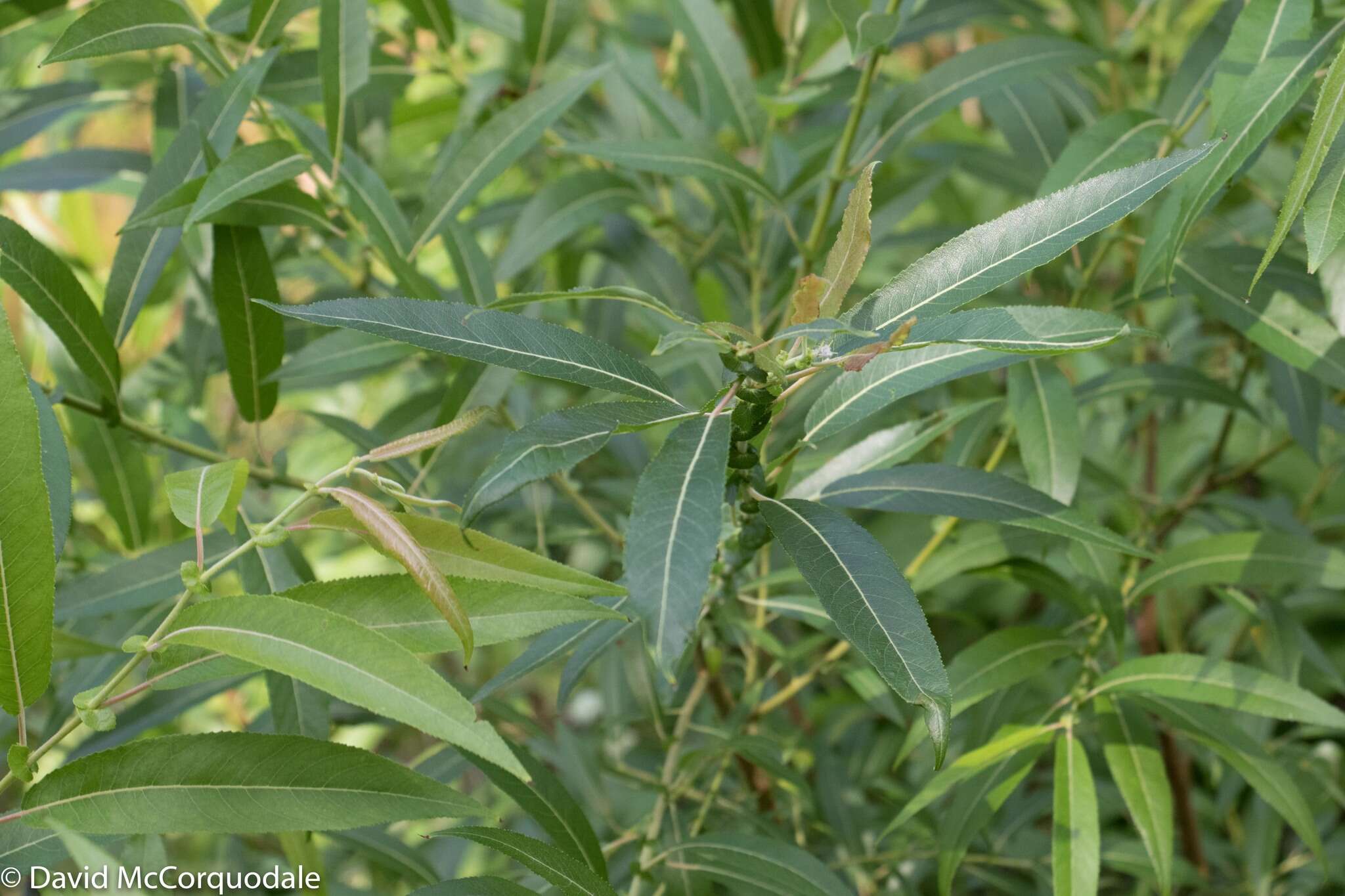 Image de Salix eriocephala Michx.