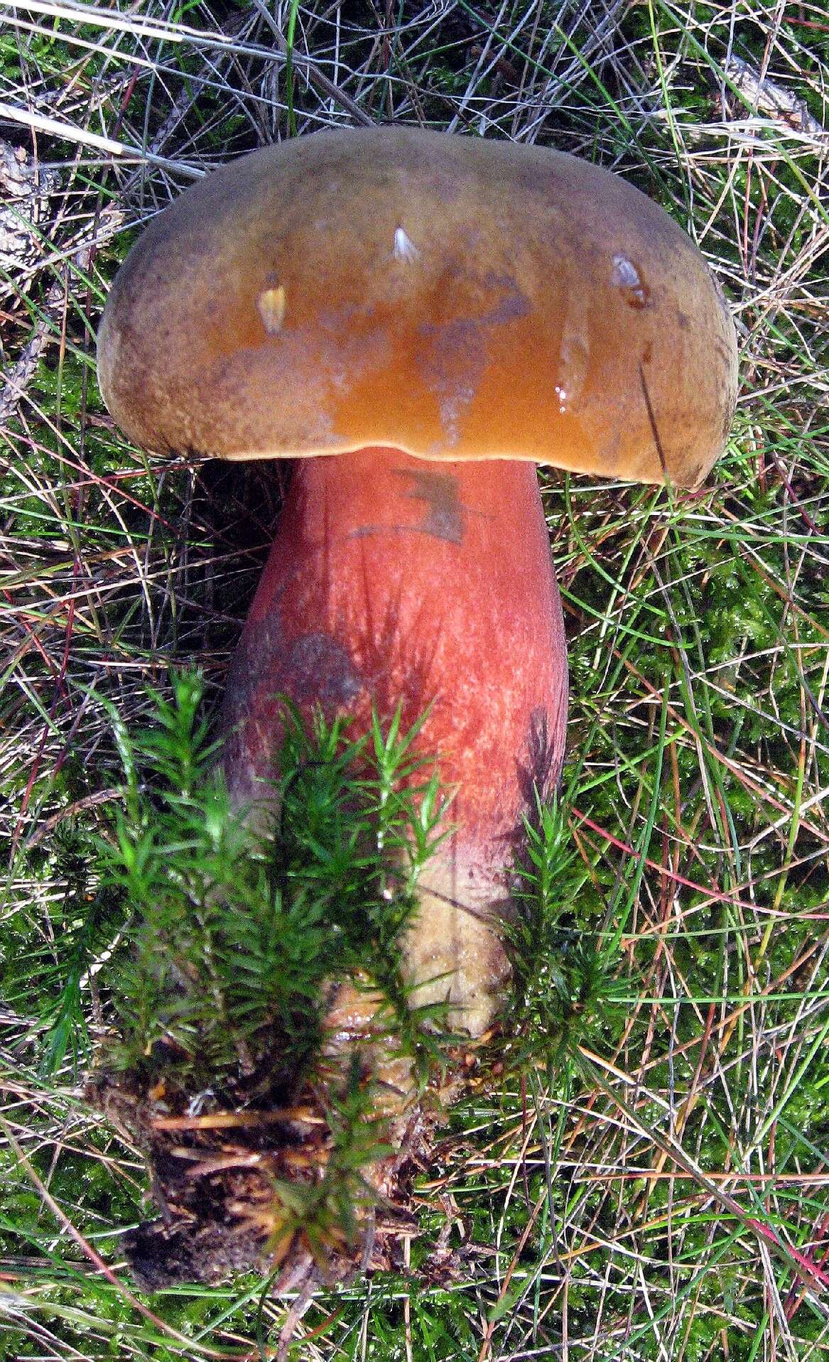 Image of Neoboletus luridiformis (Rostk.) Gelardi, Simonini & Vizzini 2014