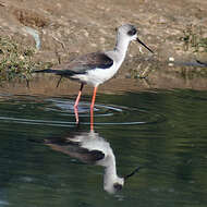 Image of Black-winged Stilt