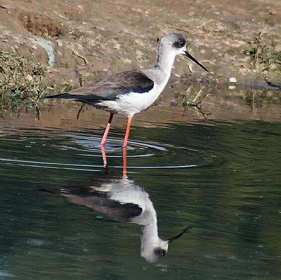 Image of Black-winged Stilt