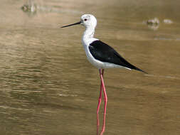 Image of Black-winged Stilt