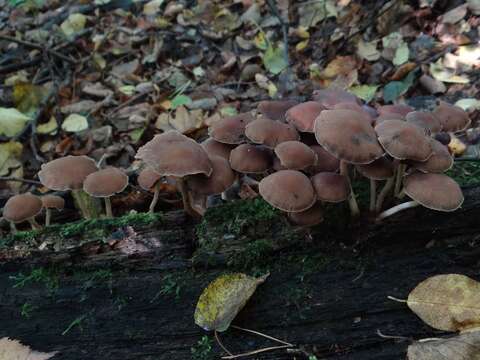 Image de Psathyrelle hydrophile