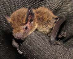 Image of Kuhl's Pipistrelle