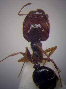 Image of Pheidole pallidula (Nylander 1849)