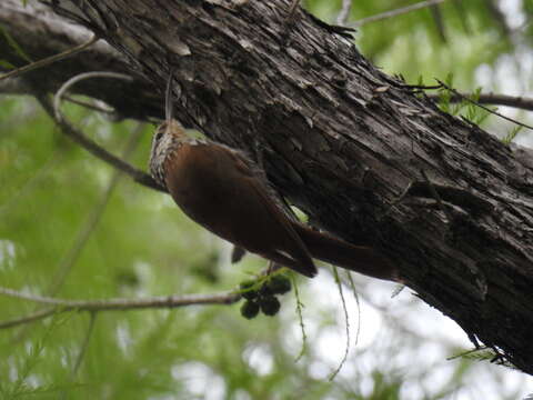 Image of White-striped Woodcreeper