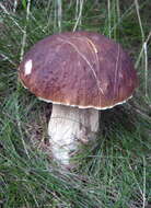 Image of Cep