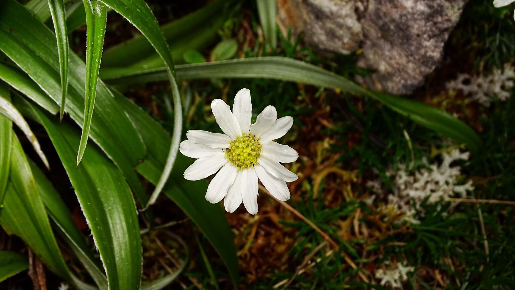 Image of Scapisenecio albogilvus (I. Thomps.) Schmidt-Leb.