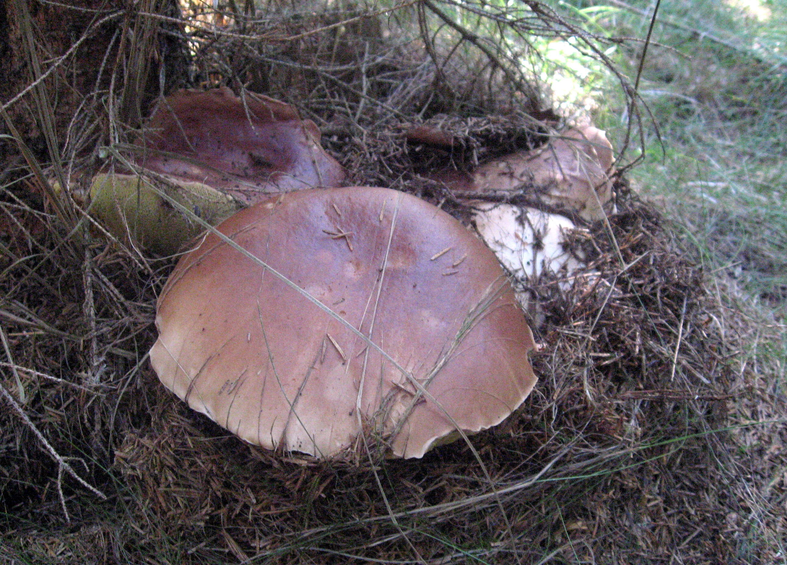 Image of Cep