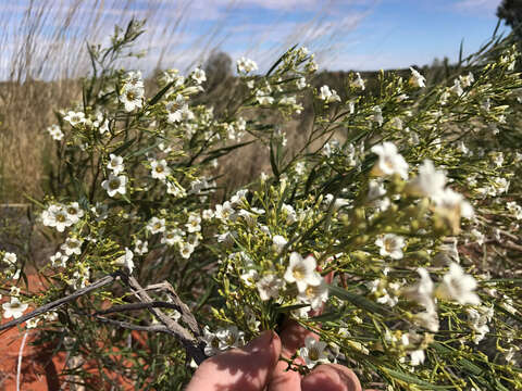 Image of Pitchuri thornapple