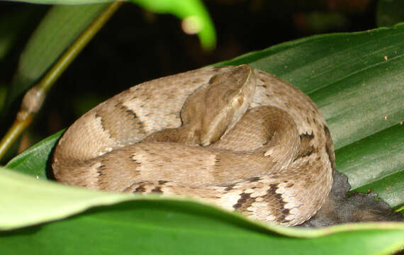 Image of Forest Vipers