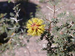 Image of Argentine screwbean