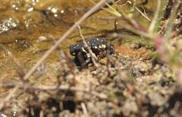 Image of Montevideo red-belly toad